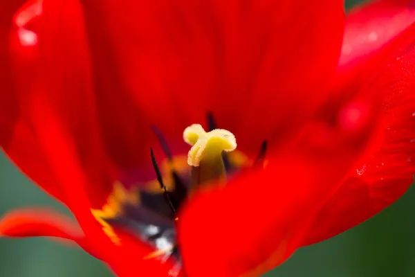 Naturaleza — Foto de Stock