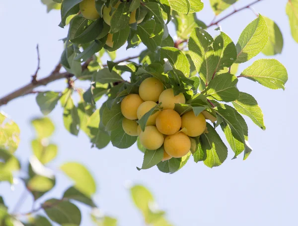 Doğa — Stok fotoğraf