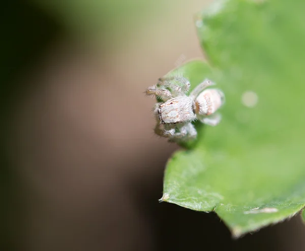 Naturaleza — Foto de Stock