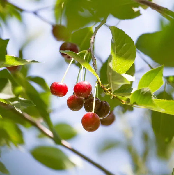 Naturaleza — Foto de Stock