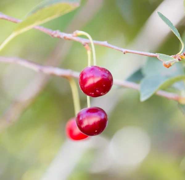 Nature — Stock Photo, Image