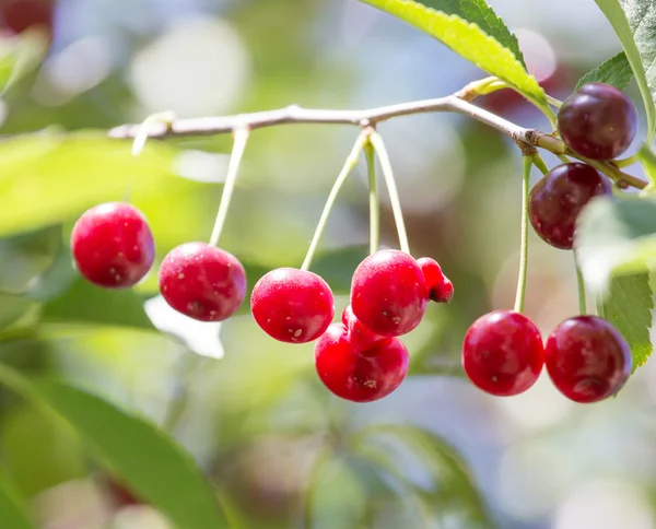 Natuur — Stockfoto