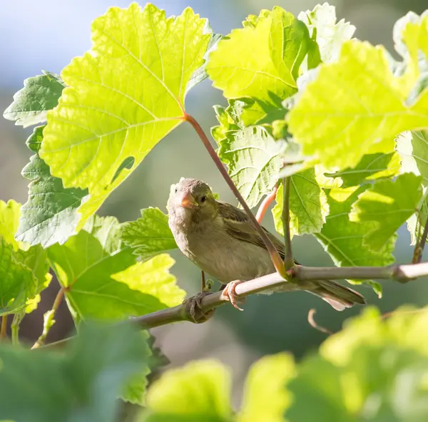 Nature — Stock Photo, Image