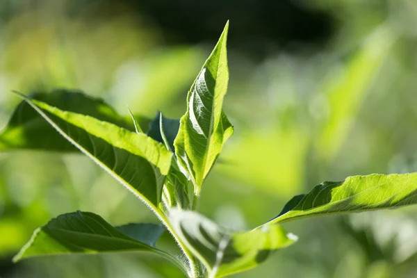 Natuur — Stockfoto