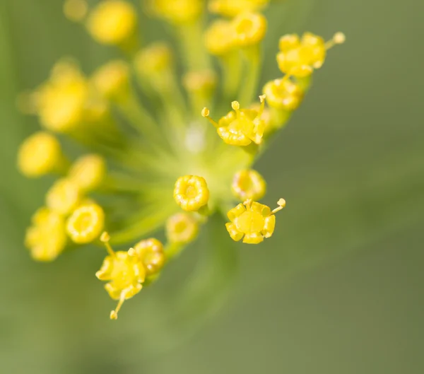 Naturaleza — Foto de Stock