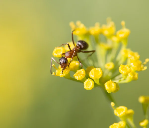 Natur — Stockfoto