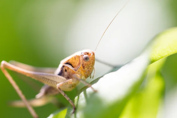 Natureza — Fotografia de Stock