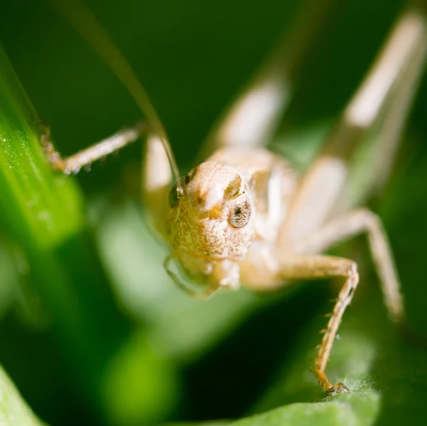 Natuur — Stockfoto