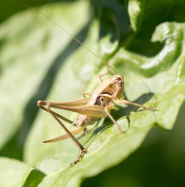 Natuur — Stockfoto