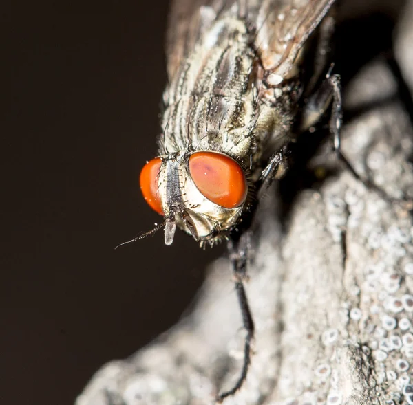 Natura — Foto Stock