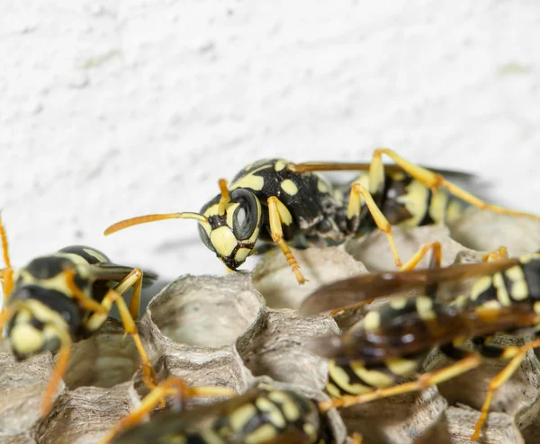 Natuur — Stockfoto