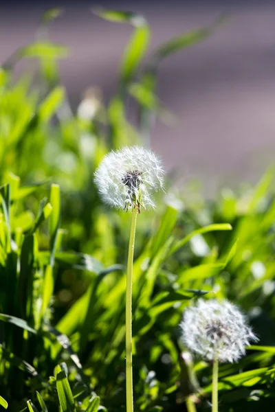 Naturaleza — Foto de Stock