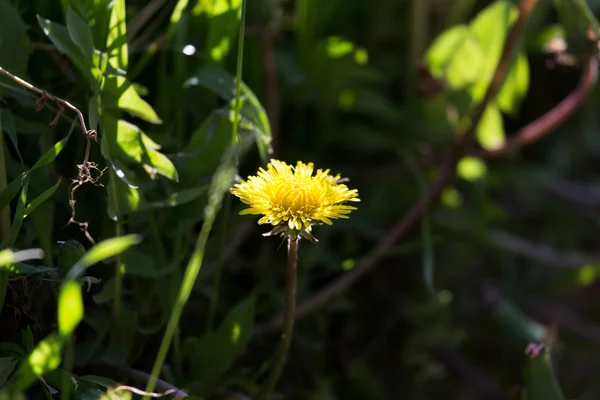 Natuur — Stockfoto