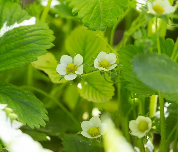 Nature — Stock Photo, Image