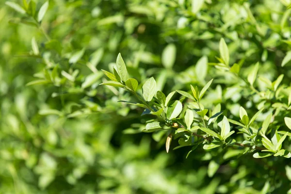 Naturaleza —  Fotos de Stock