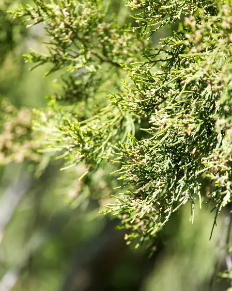 Natur — Stockfoto