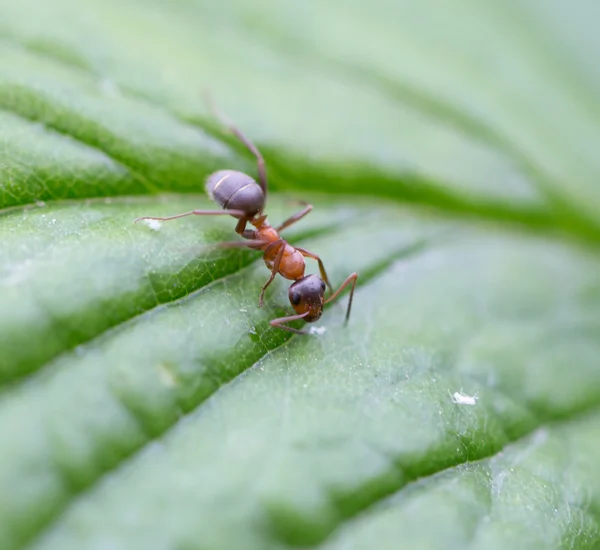 Natuur — Stockfoto