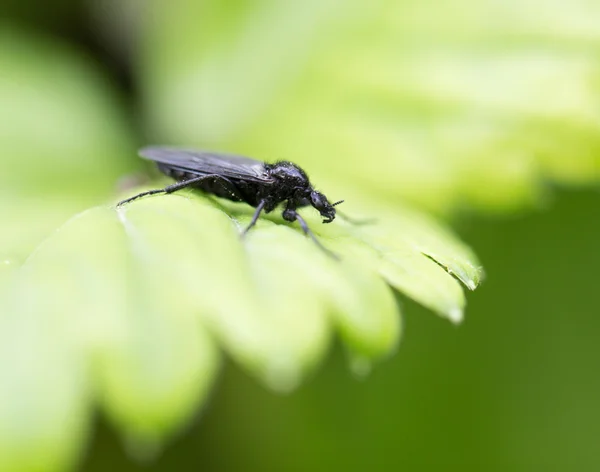 Nature — Stock Photo, Image