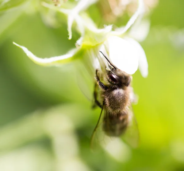 Naturaleza — Foto de Stock