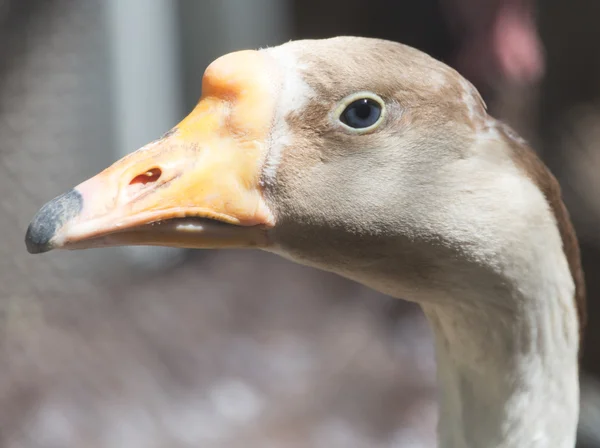 Příroda — Stock fotografie