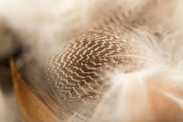 Naturaleza — Foto de Stock