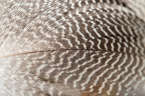 Naturaleza — Foto de Stock