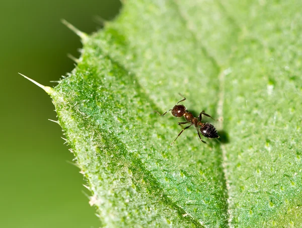 Naturaleza — Foto de Stock