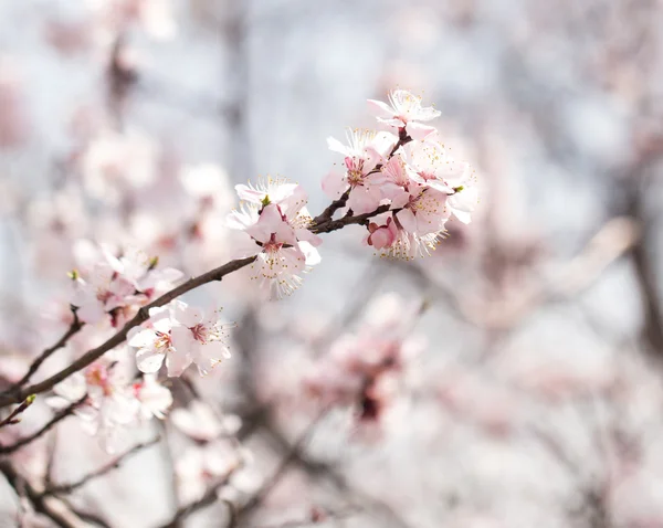 Natuur — Stockfoto