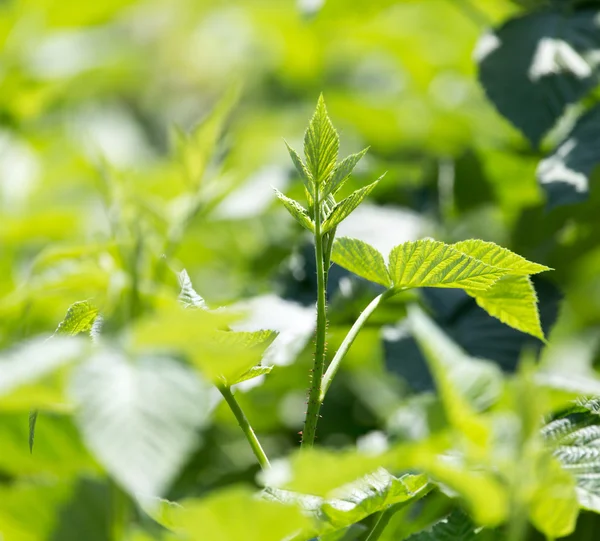 Natuur — Stockfoto