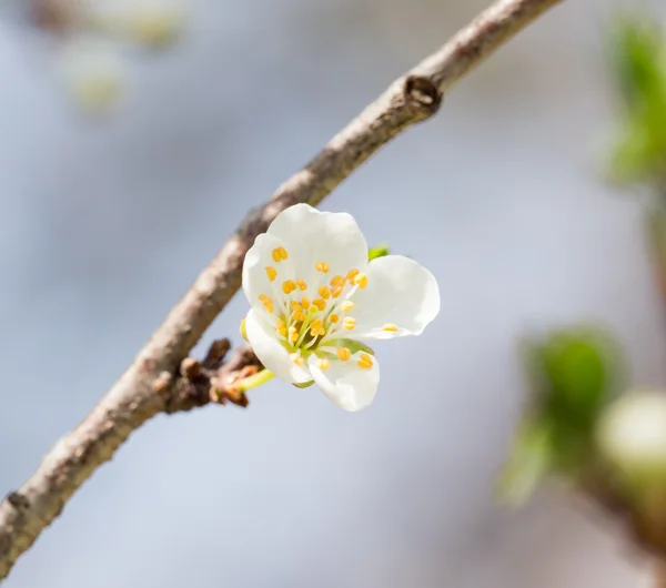 Natur — Stockfoto