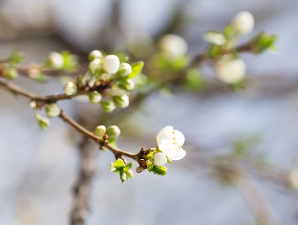 Natur — Stockfoto