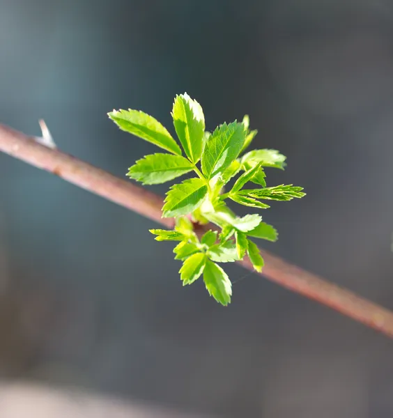 Natur — Stockfoto