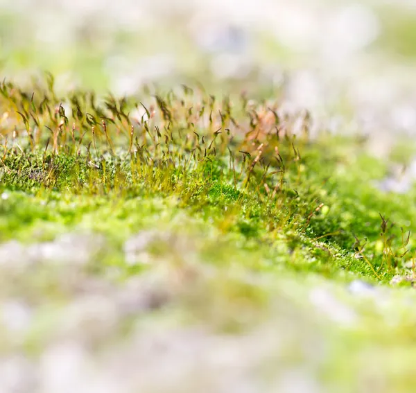 Naturaleza — Foto de Stock