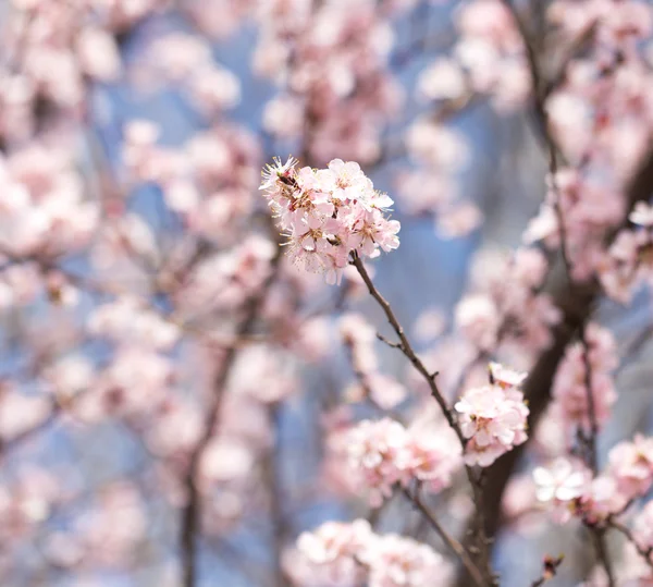 Natuur — Stockfoto