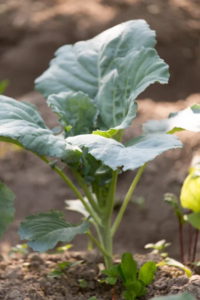 Natuur — Stockfoto