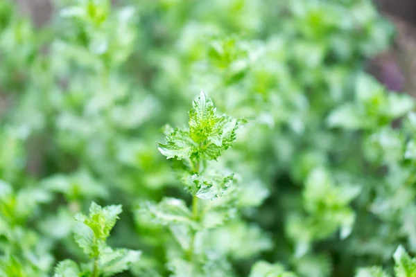 Natura — Foto Stock