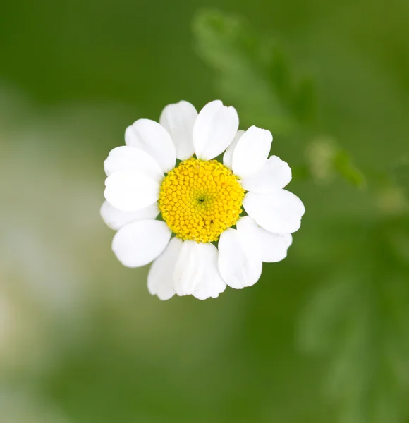 Natura — Foto Stock