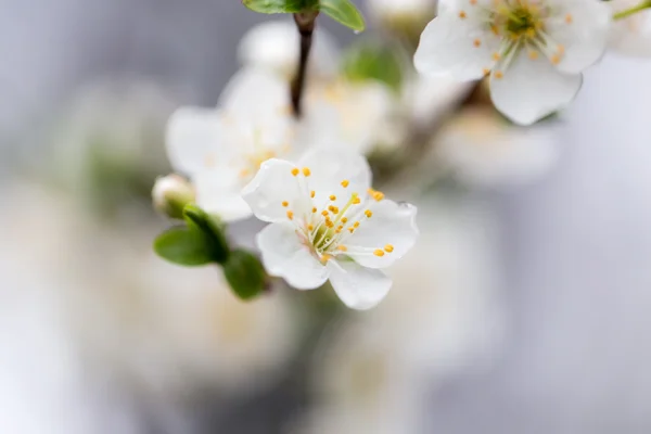 Natur — Stockfoto