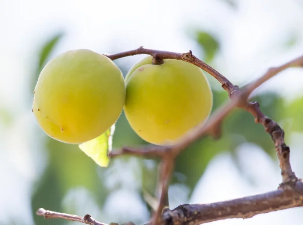 Natuur — Stockfoto