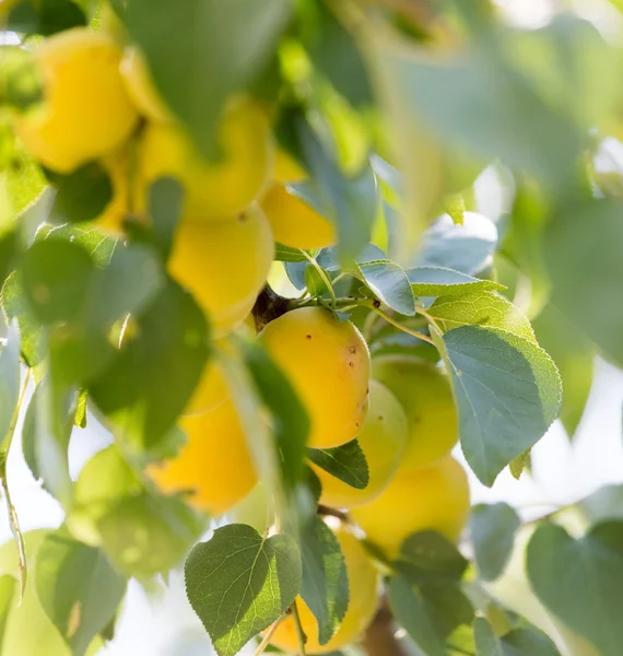 Natuur — Stockfoto