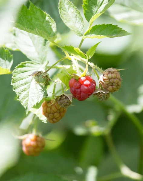 Natur — Stockfoto