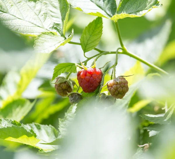 Natur — Stockfoto