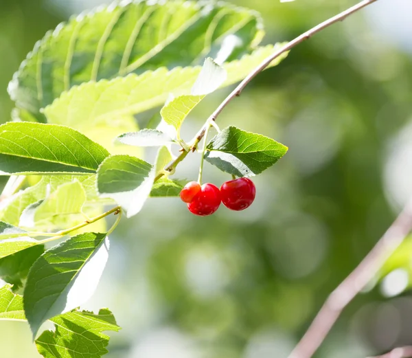 Natuur — Stockfoto