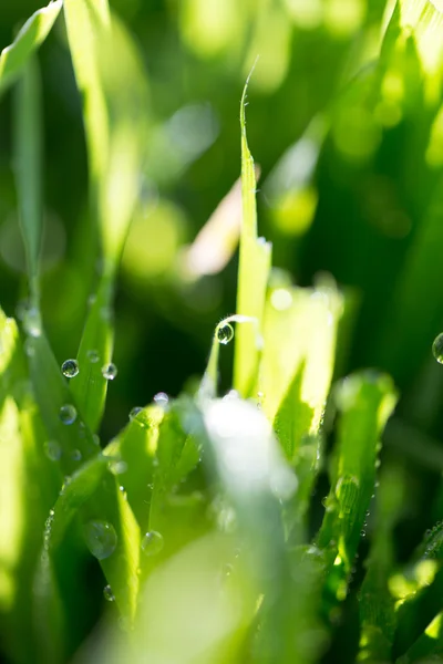 Nature — Stock Photo, Image