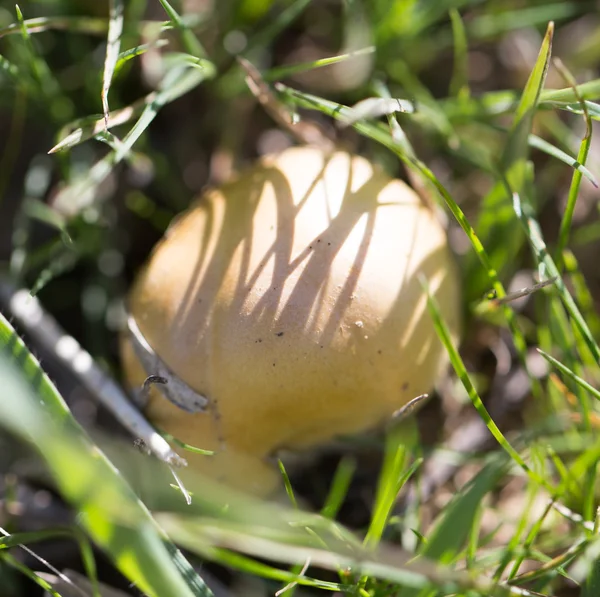 Naturaleza —  Fotos de Stock