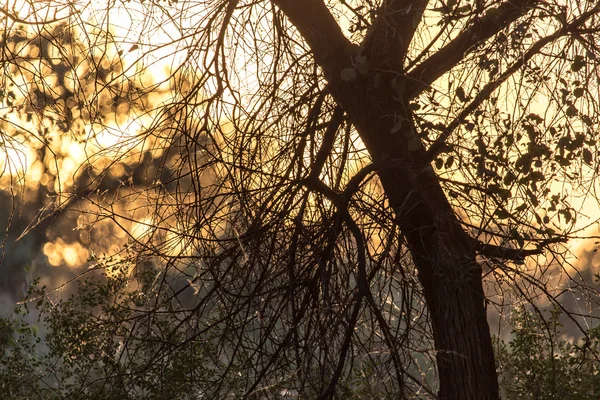 Naturaleza — Foto de Stock