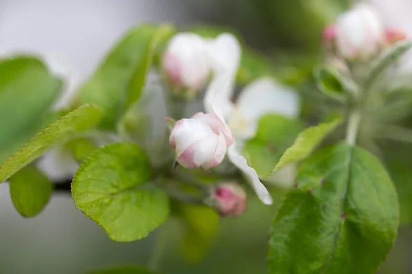 Nature — Stock Photo, Image