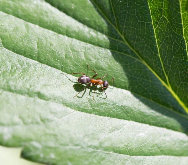 Natuur — Stockfoto