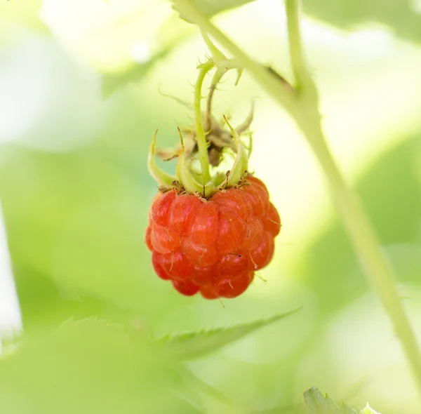 Natur — Stockfoto