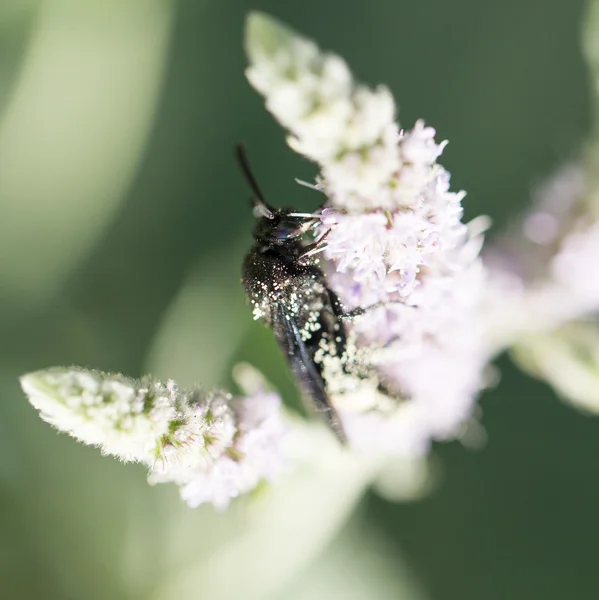 Nature — Stock Photo, Image